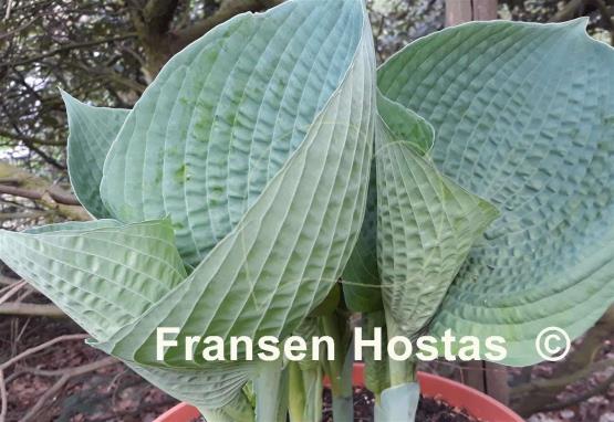 Hosta Abiqua Drinking Gourd